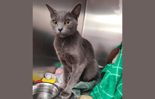 Grey cat in shelter